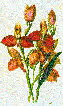JHJ-orchid