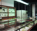museum8