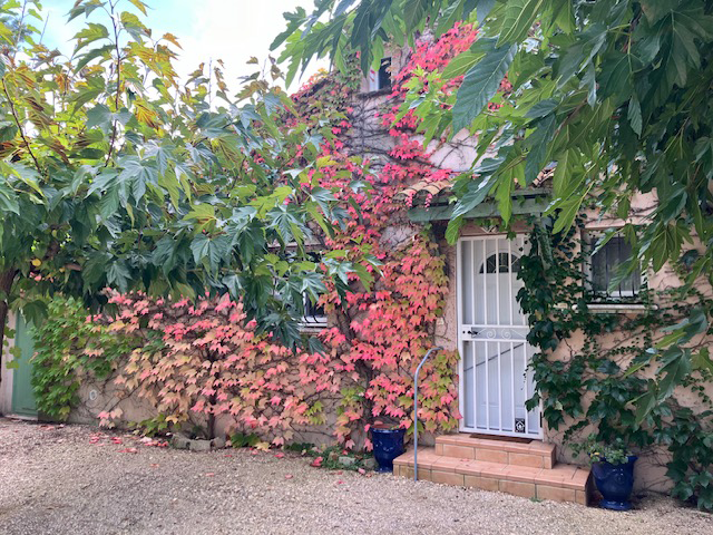 Charming ivy-covered house with a white gated entrance, terracotta steps, and lush green and red foliage. A gravel driveway leads to the entrance, framed by overhanging tree branches.