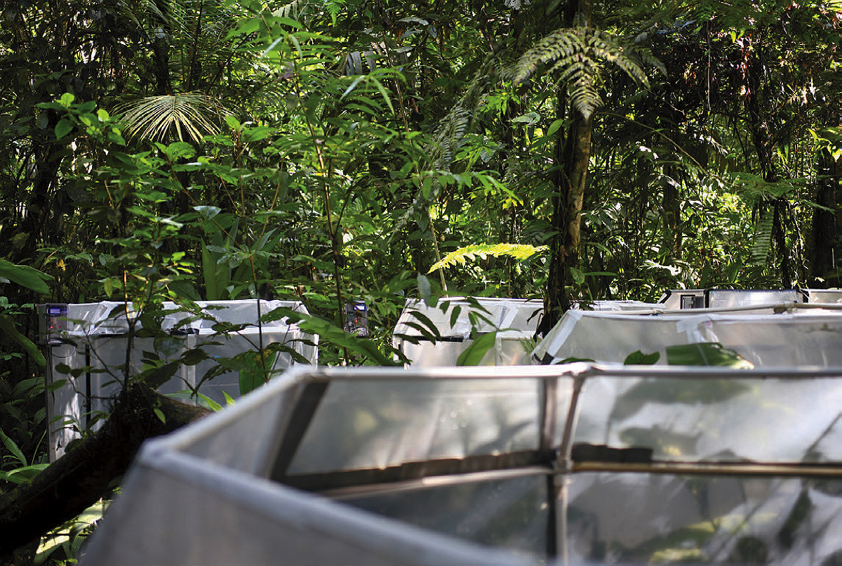 “Open top chambers” in a Costa Rican rainforest expose seedlings to continuously elevated CO2 