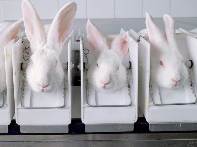 Rabbits being used for testing by the cosmetics industry
