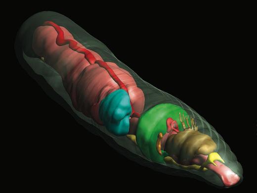An earthworm rendered in 3D, with transparent outer skin to show the internal structures