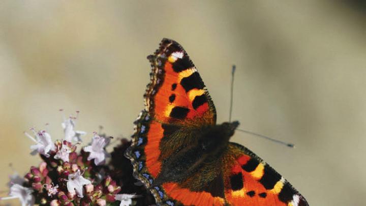 Orange, yellow and black butterfly on a flowering bush