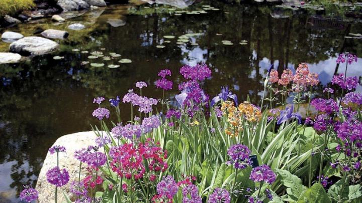 Pondside in the &ldquo;sensory garden&rdquoat Coastal Maine Botanical Gardens