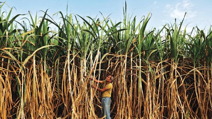 Sugarcane farmers, like this one near Ahmedabad, suffer seasonal scarcity—and the distortions from deprivation.