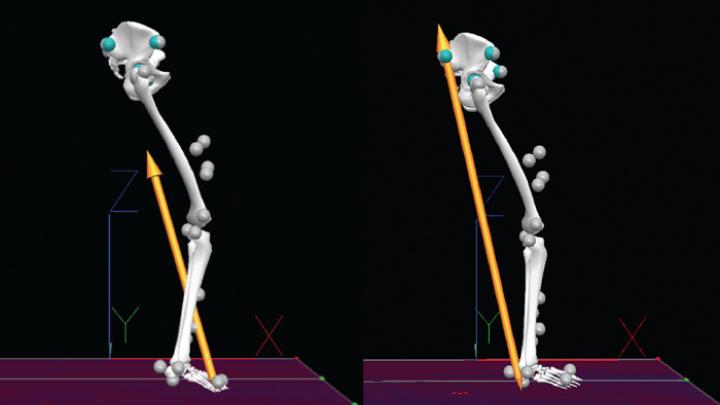 A comparison of barefoot runners shows that the magnitude and direction of impact in a forefoot strike originates under the ball of the foot, rather than under the heel, and involves much less force.