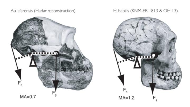 Differences of form lead to differences in function. Biomechanical analyses of inertial forces show that the three Homo specimens would have had a much easier time balancing the head while walking or running than would <i>Australopithecus.</i>