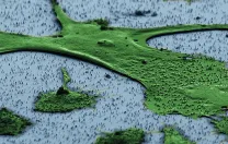 A human fibroblast—part of the body’s connective tissue—sits on a bed of vertical nanowires in this image from a scanning electron microscope. Hongkun Park and his colleagues hope that the nanowires, which penetrate the cell without harming it, can be a way to introduce genes into cells without the use of an engineered virus or invasive delivery method. One application could be adding a set of genes to fibroblasts that “reprogram” them to act like stem cells.