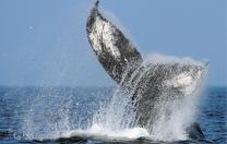 A diving humpback shows its flukes—a favorite sight for whale watchers. 