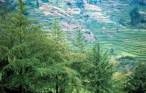 Ginkgo specimens in their ancestral setting: Shan Jiang village, Guizhou Province, in the People’s Republic of China