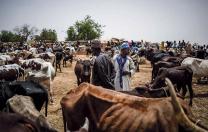 Emaciated cattle at a market in the Sahel region of Africa