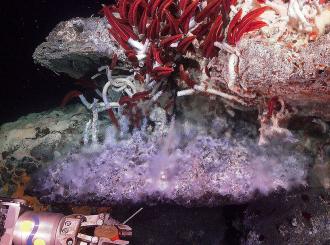 Photograph of giant tube worms living near a hydrothermal vent in the Gulf of California