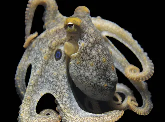 Photograph of a California two-spot octopus