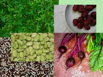 collage of arugula, dates, Fava beans, quinoa, beets