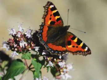 Orange, yellow and black butterfly on a flowering bush