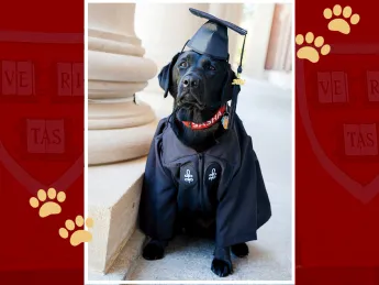 Sasha police dog with commencement regalia