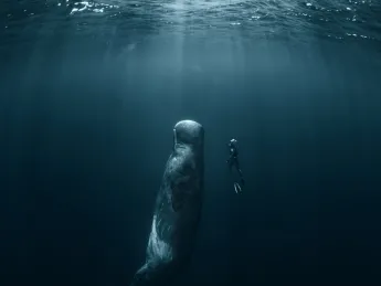 sperm whale and free diver