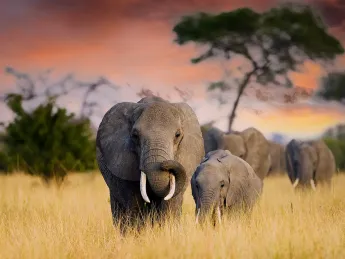 elephants
