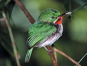 The tiny-billed tody bird