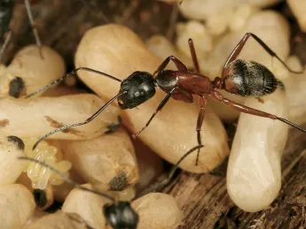 <i>Camponotus chromaiodes</i> (red carpenter ant), from <i>A Field Guide to the Ants of New England</i> 