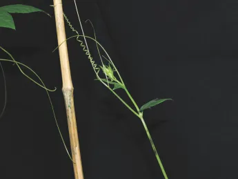 Grasping cucumber tendrils coil in two different directions. Close study led to the discovery of a new type of spring. 