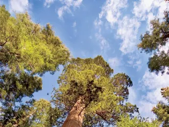 Looking up at a sequoia: For all their evolutionary advantages, mammalian species have shorter life spans than ants and trees.