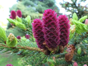 Purple spruce cones