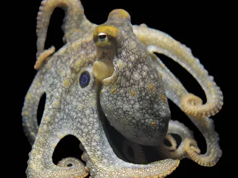 Photograph of a California two-spot octopus