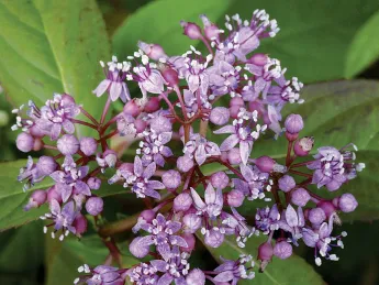 An extract of the blue evergreen hydrangea suppresses autoimmune reactions.
