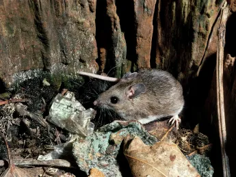 Humans lack a mouse&rsquo;s high tolerance for bacteria in the bloodstream, a clue that the two species have evolved very different responses to inflammatory disease. 