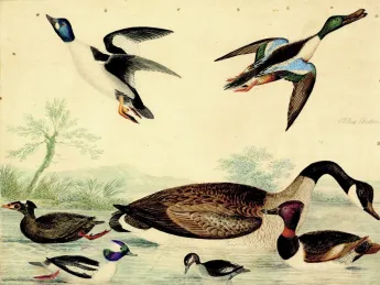 Alexander Wilson&rsquo;s colorful craft: a fanciful collection of waterfowl, from Harvard&rsquo;s archives 
