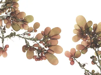 The wrack at your feet, made lovely: Josie Iselin&rsquo;s photograph of <i>Botryocladia pseudodichotoma, </i>sea grapes, from San Clemente Island, California