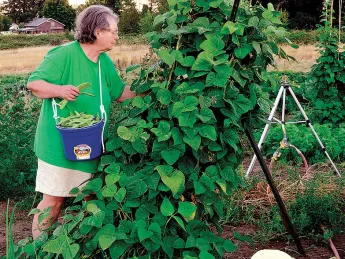 Tao-think: all that winter snow was moisture for your summer beans.