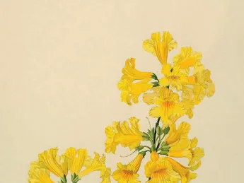 Margaret Mee painting of yellow trumpet tree