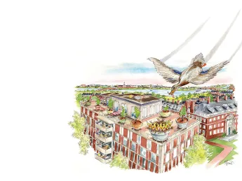 Drawing of a female mallard flying down to her nest on a Harvard rooftop with food for her seven ducklings, each bearing a letter on its chest spelling out H-A-R-V-A-R-D.