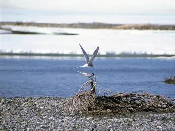 Robert Leonard Reid propelled himself above the Arctic Circle and there encountered both terns and the great caribou herd, including these young. 