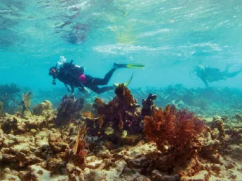 Elkhorn coral, Carysfort Reef South,  Florida, 2010