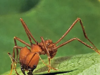 An <i>Atta sexdens</i> forager shears off a fragment.