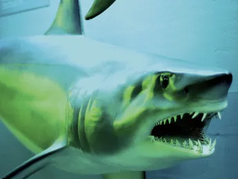 A closeup from the renovated Fishes Gallery at the Harvard Museum of Natural History