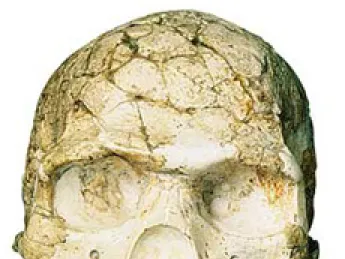 Skulls of a Neanderthal from Amud (not pictured) and an early human from Skhul show morphological differences between the two groups.