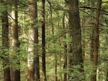 Eastern hemlocks at Harvard Forest&rsquo;s Slab City wildland