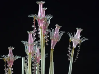 A new permanent exhibit at the Harvard Museum of Natural History showcases more than 50 glass models of marine invertebrates from the collections of the Museum of Comparative Zoology—models crafted by Leopold and Rudolf Blaschka, creators of the famous Glass Flowers. This model is <i>Tubularia indivisa</i>, or oaten pipes hydroid. (MCZ SC119)
