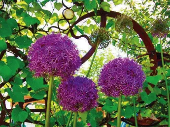 Photograph of purple flowers