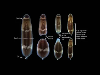 A photomontage showing how, when a whole panther worm is cut in two, the parts heal, form regeneration, and then develop into two complete panther worms.