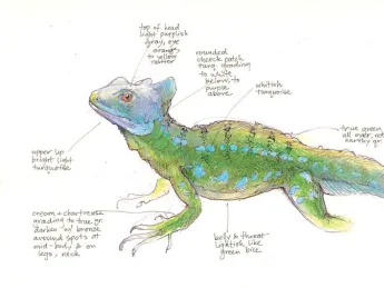 Using pencils, science illustrator Jenny Keller drew this basilisk lizard from a captive specimen. From <i>Field Notes on Science and Nature</i>