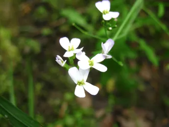 Arabidopsis arenosa.