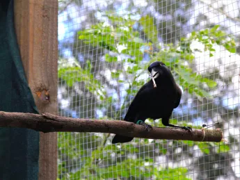 A crow perched on a branch inside an aviary holds a stick tool in its beak during downtime from the experiment 