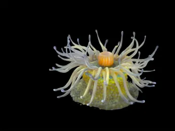 An image of a 10-centimeter-wide glass model of Phymactis pustulata, found in intertidal zones in the Western South Atlantic.