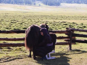 A woman seated on a stool wearing traditional Mongolian garb milks a yak.