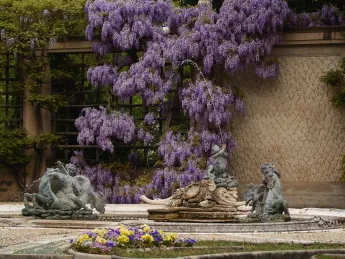 Wisteria in Pebble Garden at Dumbarton Oaks